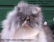 honden foto van petra geldorp