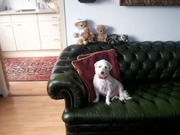 honden foto van mister