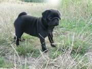 honden foto van vanessa & trixie