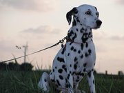 honden foto van Elyne