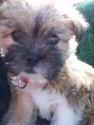 honden foto van dyonne