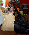 honden foto van Denise