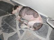 honden foto van Patch