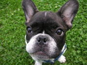 honden foto van paula 