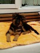 honden foto van Wim Versteeg