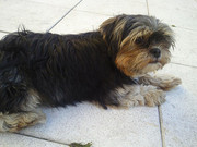 honden foto honden foto van Danielle ^^ Jay ^^ Marley