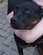 honden foto van rottweiler