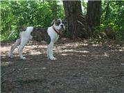 honden foto van agnita