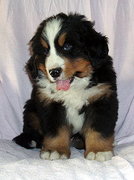 honden foto honden foto van jitsie