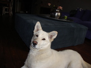 honden foto van Puck <3