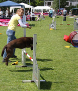 honden foto van Daniëlle van den Brink