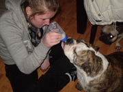 honden foto van marian