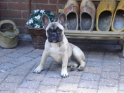 honden foto van marina
