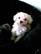 honden foto van Anita