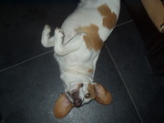 honden foto van Madelon Dingenouts