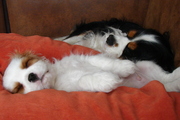 honden foto honden foto van Carolien