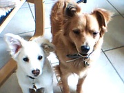 honden foto van Annette