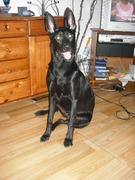 honden foto van rebecca roor