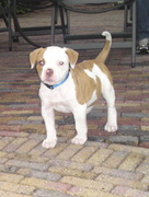 honden foto van James