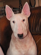 honden foto van Marco,Chantal en Senna