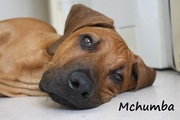 honden foto van Charlotte