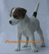 honden foto van Ravenheights