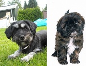 honden foto van cindy