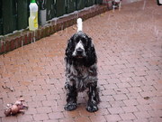 honden foto van tessa & happy