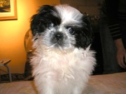 honden foto van Esha