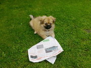 honden foto van Mir & Kira