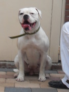 honden foto van brandy