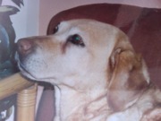 honden foto honden foto van Bruce Verbeken