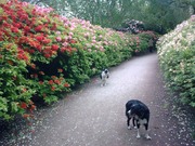 honden foto van quirine