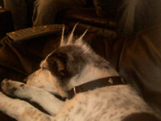 honden foto van Sjors