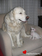 honden foto van Samantha