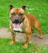 honden foto van Linda 