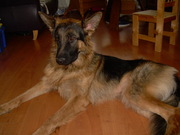 honden foto van henry kielstra