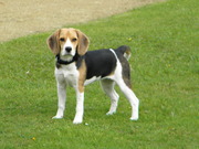 honden foto honden foto van Tony