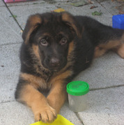 honden foto van Linda