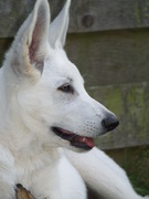 honden foto van  chretienne 