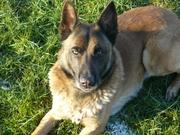 honden foto van ramon