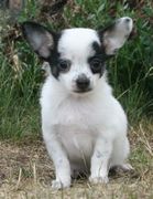 honden foto van Tabitha