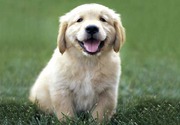 honden foto van Janiek
