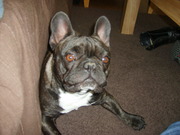 honden foto honden foto van karin