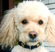 honden foto van bibiane 