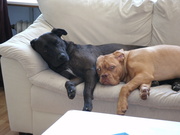 honden foto van Anna