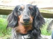 honden foto honden foto van Marleen