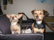 honden foto van Nina en Femke