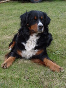 honden foto honden foto van Sietske