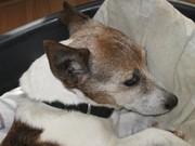 honden foto van Rene